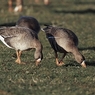 RSPB Cymru - Siom am benderfyniad i beidio gwahardd saethu gwyddau talcenwyn